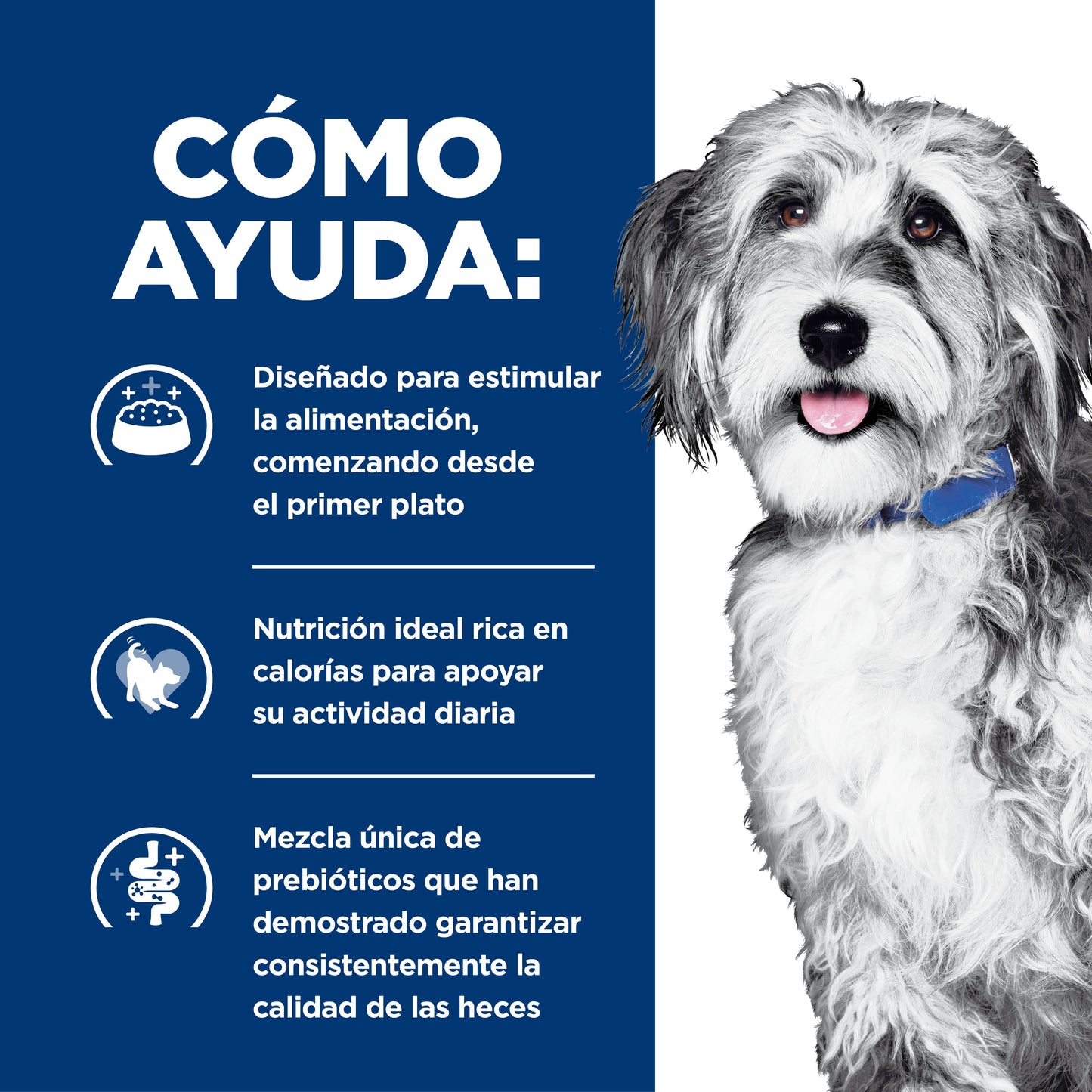 Hill's Prescription Diet ONC Care Nutrición y Apoyo de Recuperación Alimento Húmedo para Perro diagnosticado con cáncer 354 g