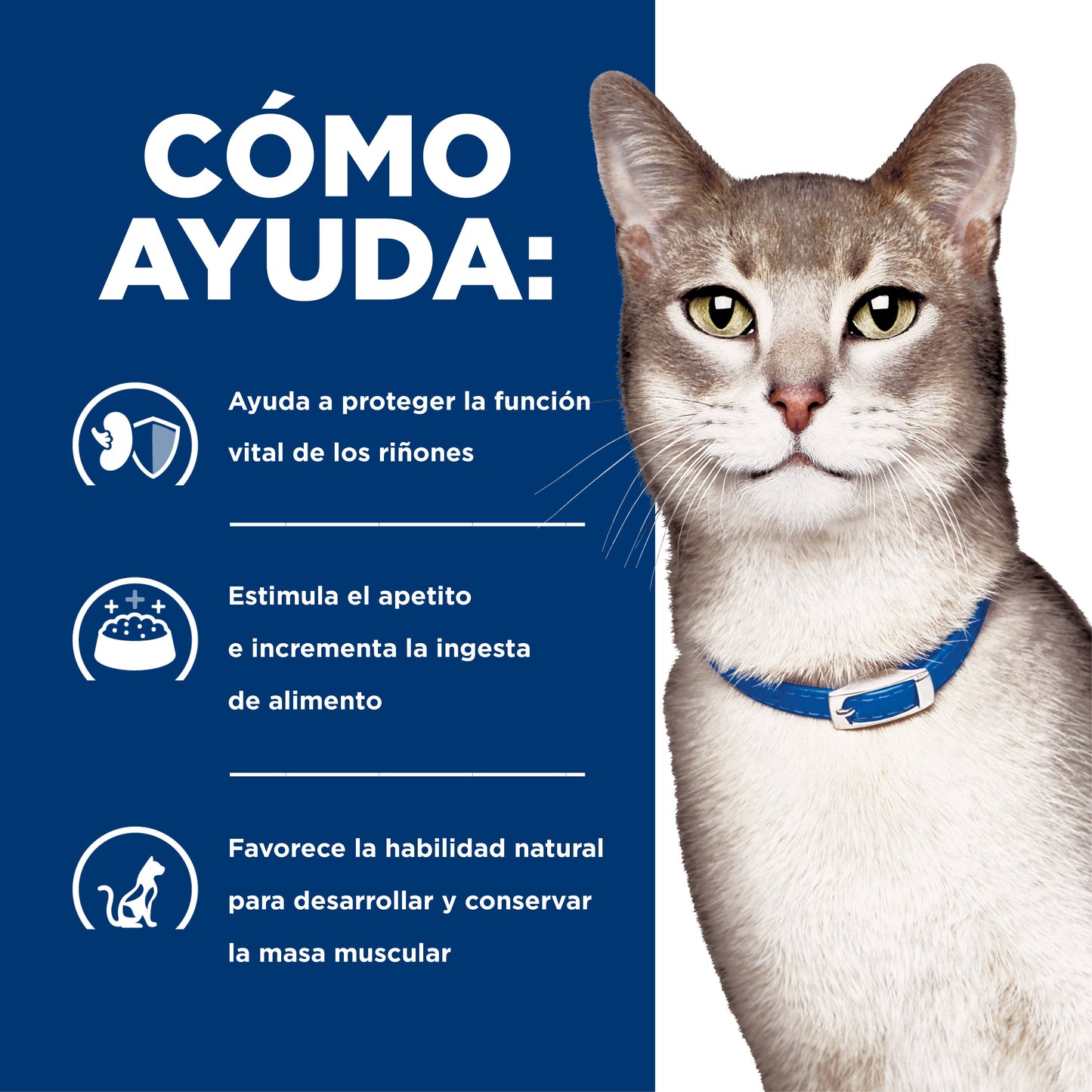 Hills Science Diet Alimento Gatos k/d Enfermedad Renal Croquetas Pienso kd